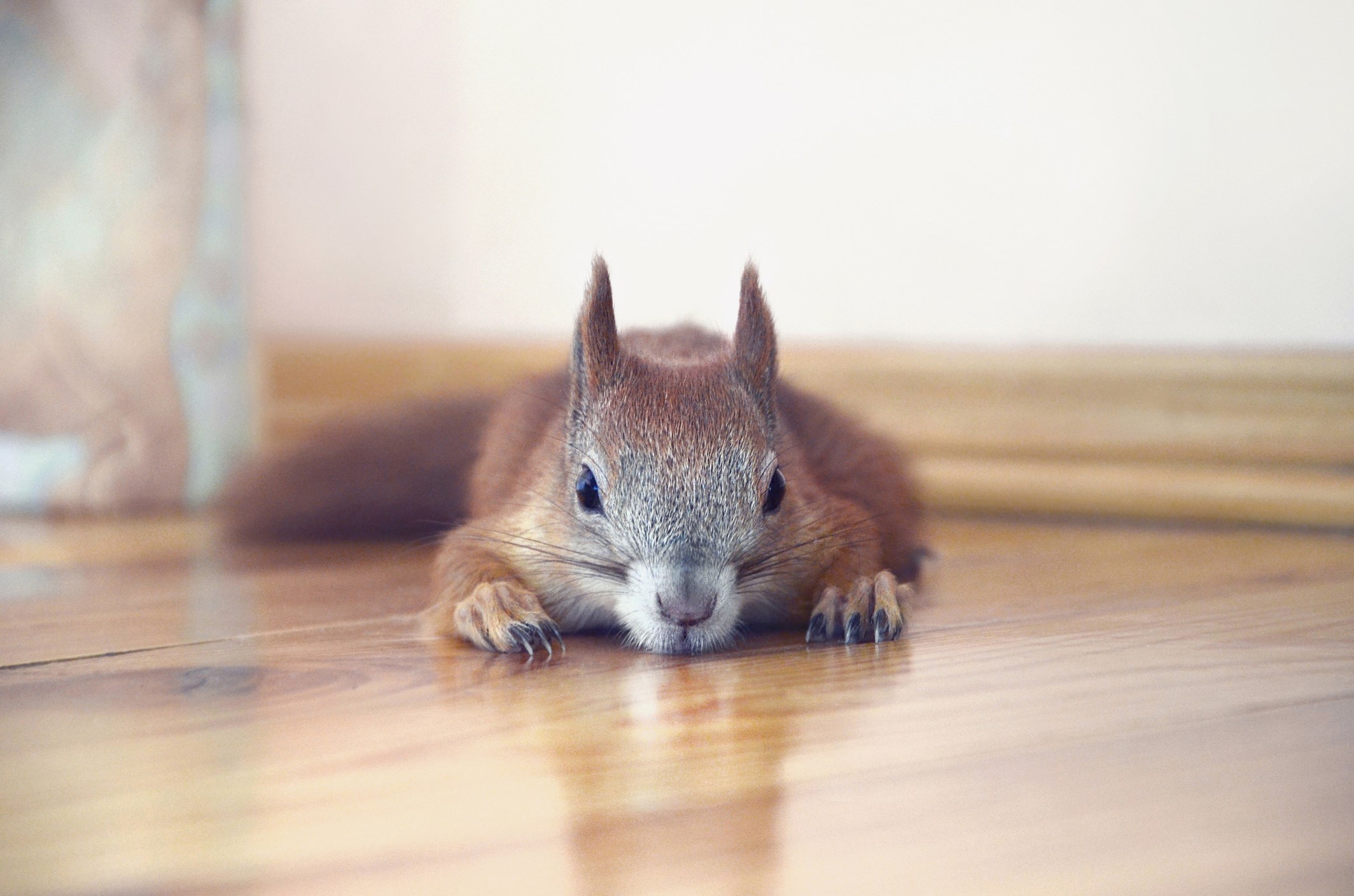 Squirrel lying on wooden floor
